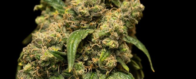 Cannabis Ready to Harvest